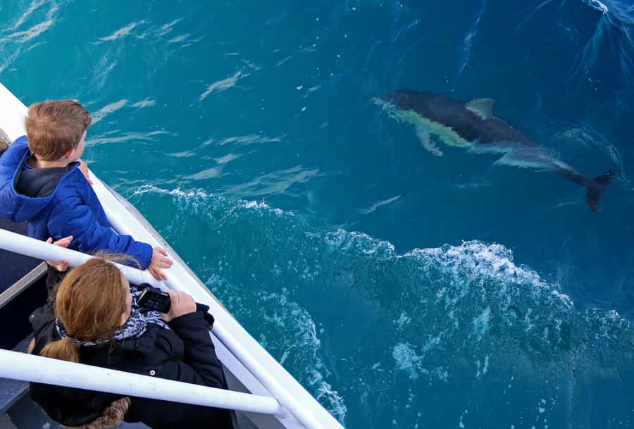 Philip Island: Dolphin and Whale Cruise - Should you book this Phillip Island dolphin and whale cruise?