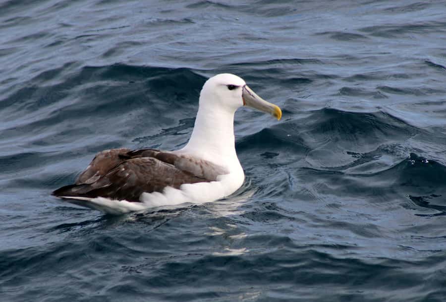 Philip Island: Dolphin and Whale Cruise - What whale spotting looks like in real conditions