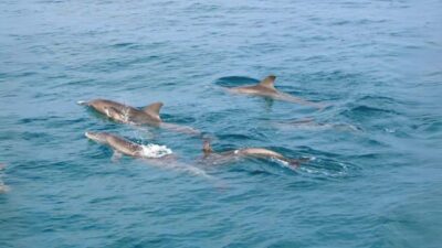 Phuket: Raya Island, Maithon Island, & Dolphin Spotting Tour - Van ride, pier check-in, and that first speedboat hit