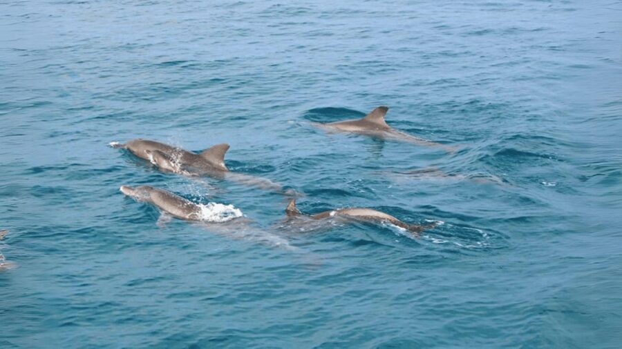 Phuket: Raya Island, Maithon Island, & Dolphin Spotting Tour - Raya Yai: lunch on the island and a calmer rhythm