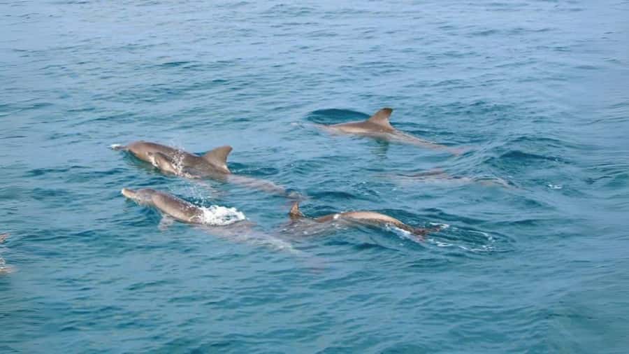 Phuket: Raya Island, Maithon Island, & Dolphin Spotting Tour - Van ride, pier check-in, and that first speedboat hit