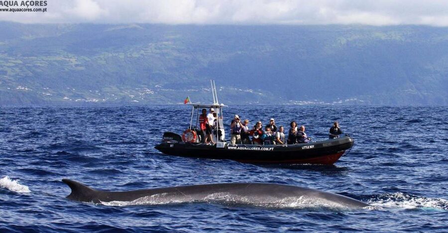 Pico Island: Azores Whale & Dolphin Watching on Zodiac Boat - Key Things That Make This Tour Worth Your Time
