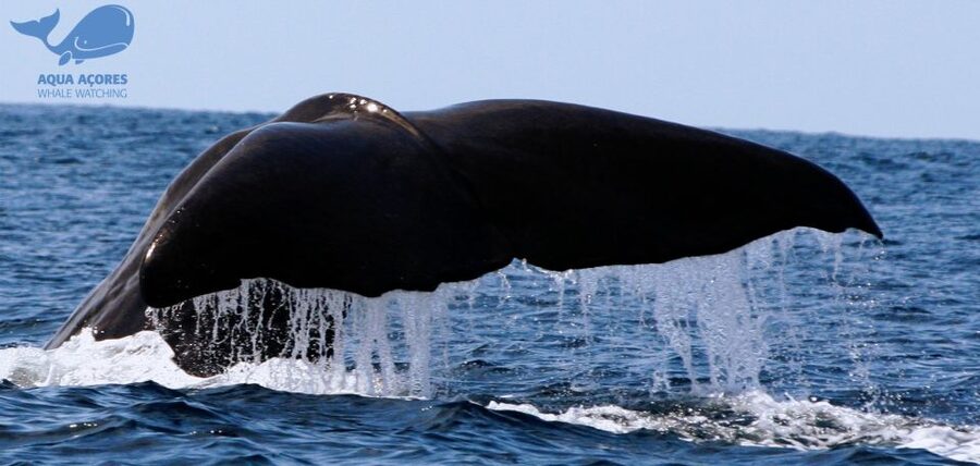 Pico Island: Azores Whale & Dolphin Watching on Zodiac Boat - On the Water for 3 Hours: Spotting Whales and Dolphins the Right Way