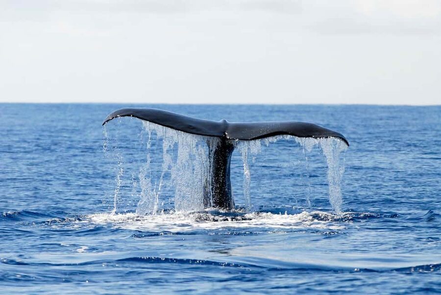 Pico Island: Azores Whale & Dolphin Watching on Zodiac Boat - Your Guide’s Role: Learning What You’re Seeing (Not Just Pointing)