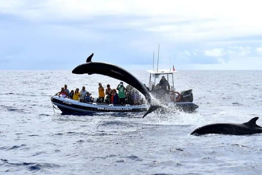 Pico Island: Azores Whale & Dolphin Watching on Zodiac Boat - Who Should Book This Tour on Pico (and Who Should Skip)