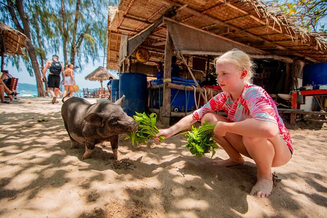 Pink Dolphin and Pig Island Snorkeling Tour from Koh Samui - The 9:00 am pace: meeting point, transfers, and a 6-hour plan
