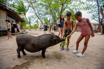 Pink Dolphin and Pig Island Snorkeling Tour from Koh Samui - Khanom for pink dolphins: what you’re really paying for