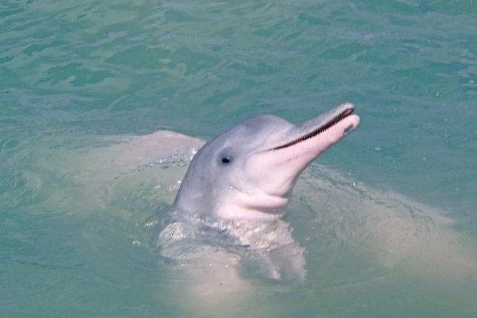 Pink Dolphin Spotting & Pig Island Speedboat Tour From Koh Samui - Pink Dolphins, Koh Tan Reef, and Piglets on the Same Day