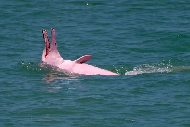 Pink Dolphin Spotting & Pig Island Speedboat Tour From Koh Samui - Stop 2 at Koh Tan: Snorkeling a Reef That’s Known for Color