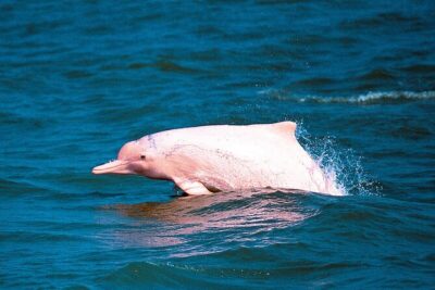 Pink Dolphin Spotting & Pig Island Speedboat Tour From Koh Samui - Stop 1 in Khanom: Speedboat Time, Pancake Rock, and Lunch on the Mainland