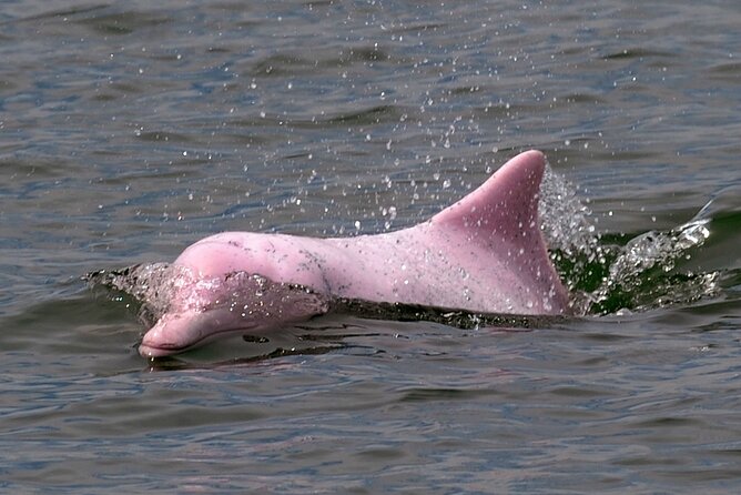 Pink Dolphin Spotting & Pig Island Speedboat Tour From Koh Samui - Stop 3: Pig Island (Koh Madsum) and the Rules for Being a Good Visitor