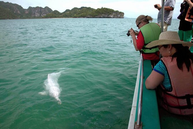 Pink Dolphin Spotting & Pig Island Speedboat Tour From Koh Samui - Dolphin Odds: How to Think About Pink Dolphin Spotting