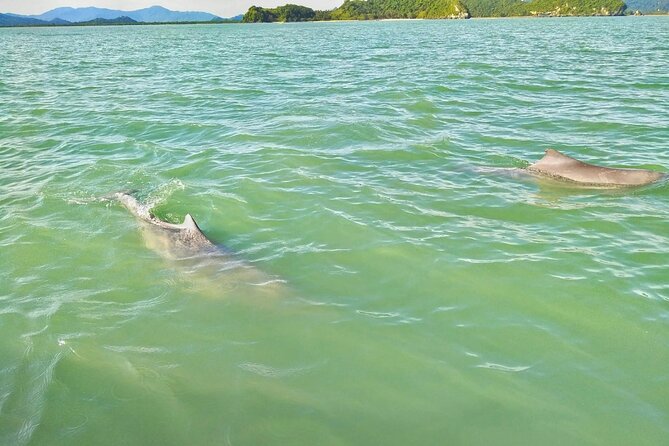 Pink Dolphin Spotting & Pig Island Speedboat Tour From Koh Samui - What’s Included in the Price (and What Costs Extra)