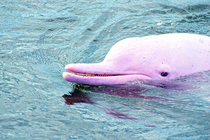 Pink Dolphin Spotting & Pig Island Speedboat Tour From Koh Samui - Comfort and Practical Tips Before You Set Foot on the Boat