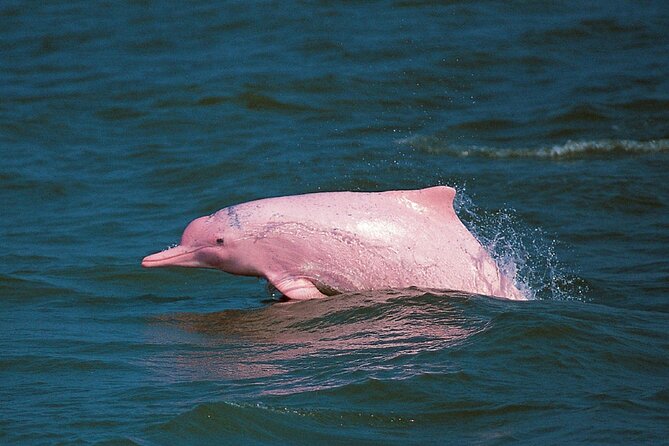 Pink Dolphin Spotting & Snorkelling Day Tour At Pigs Island - The day’s flow: how timing keeps you moving (and where it can drag)
