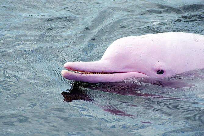 Pink Dolphin Spotting & Snorkelling Day Tour At Pigs Island - Khanom Beach: dolphin watching with real odds