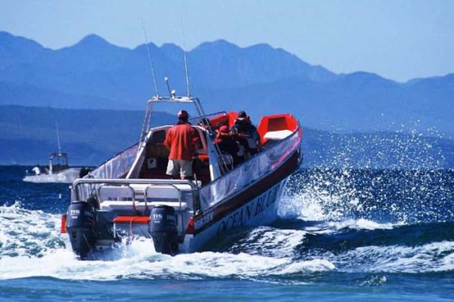 Plettenberg Bay: Dolphin and Marine Boat Tour - Key things that make this Plettenberg Bay tour worth your time