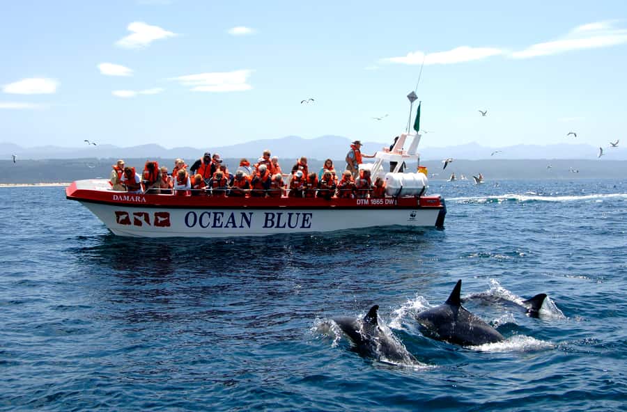 Plettenberg Bay: Dolphin and Marine Boat Tour - Crossing the bay: pelagic seabirds and the chance of whales