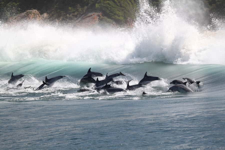 Plettenberg Bay: Dolphin and Marine Boat Tour - The Robberg Peninsula wild side: pods, whales, and the seals’ neighborhood