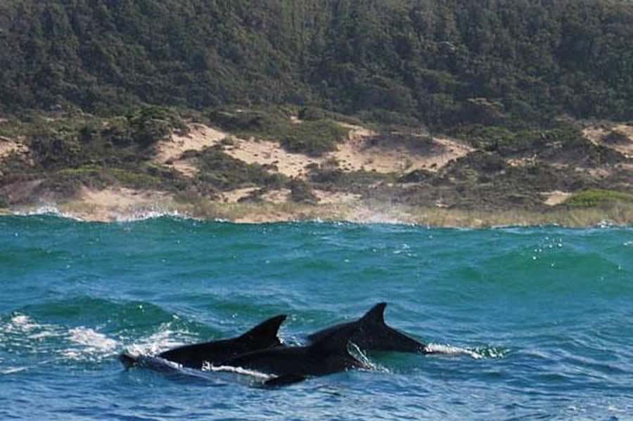 Plettenberg Bay: Dolphin and Marine Boat Tour - Sharks, sharks, sharks: when the Great White possibility shows up