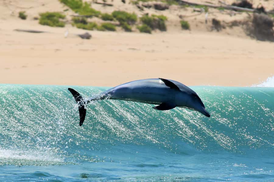 Plettenberg Bay: Dolphin and Marine Boat Tour - The Central Beach landing and the quick local history stop