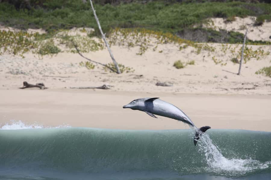 Plettenberg Bay: Dolphin and Marine Boat Tour - Price and value: is $46 per person a fair deal?