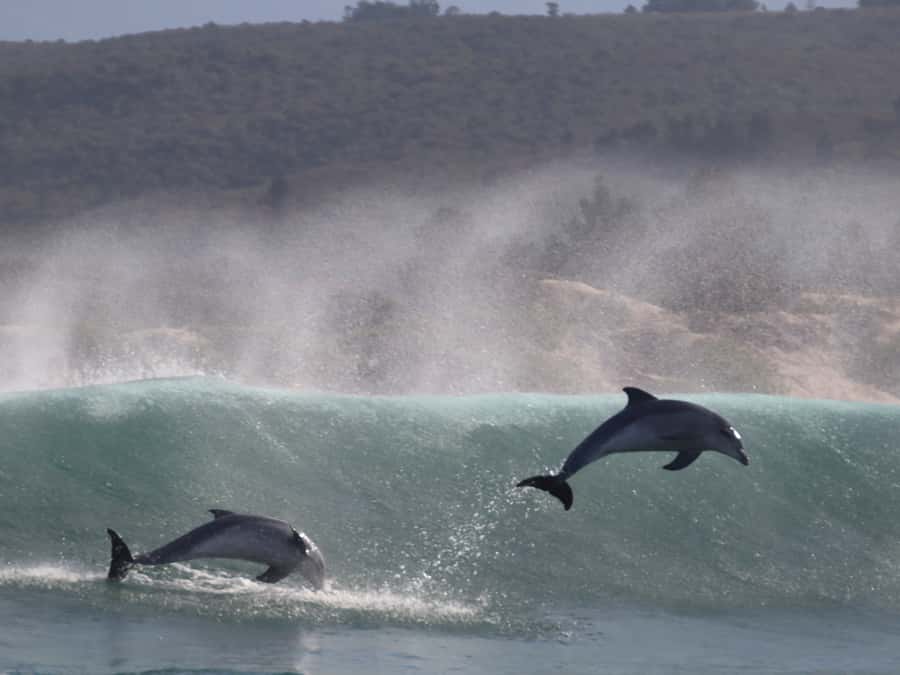 Plettenberg Bay: Dolphin and Marine Boat Tour - What to bring, what to wear, and how to stay comfortable