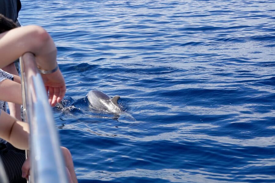 Pollença: Dolphin Watching Boat Excursion - Key highlights you’ll care about
