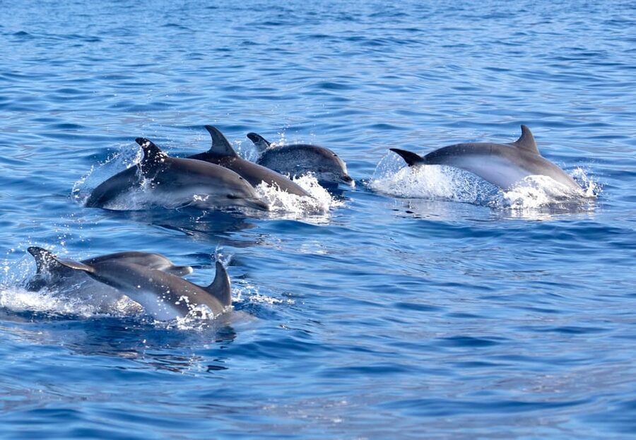 Pollença: Dolphin Watching Boat Excursion - Getting started: where you meet and how the morning flows