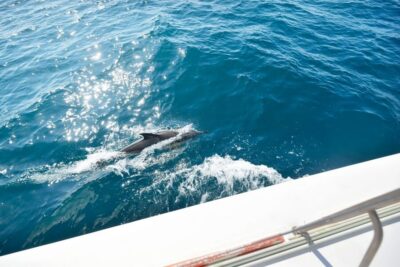 Pollença: Dolphin Watching Boat Excursion - Price and what you really get for around $63