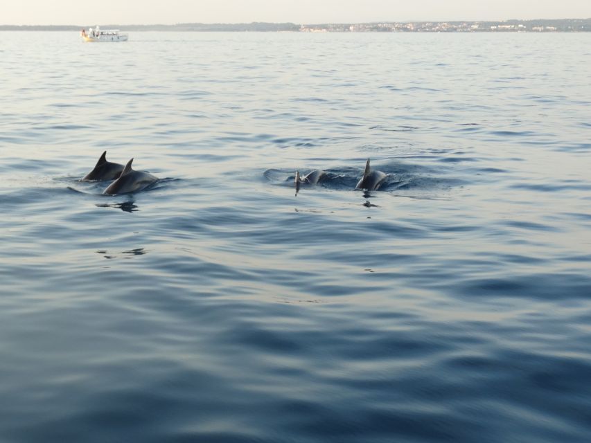 Poreč: Dolphin Spotting Cruise with Included Drinks - Key highlights worth knowing before you go