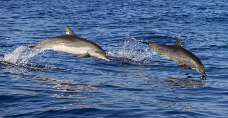 Poreč: Dolphin Spotting Cruise with Included Drinks - Fjera, dolphins, and that 2-hour sweet spot