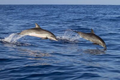 Poreč: Dolphin Spotting Cruise with Included Drinks - Getting to the port in Poreč and finding the Fjera