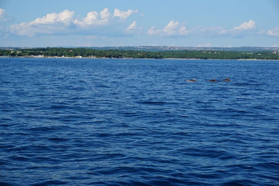 Poreč: Dolphin Spotting Cruise with Included Drinks - Poreč riviera and West Istria views between sightings