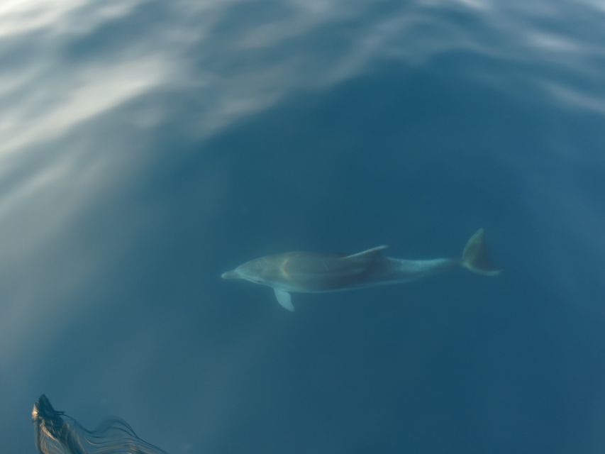 Poreč: Dolphin Spotting Cruise with Included Drinks - Who should book (and who should skip) this Fjera cruise