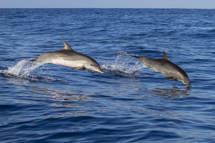 Poreč: Dolphin Spotting Cruise with Included Drinks - Getting to the port in Poreč and finding the Fjera