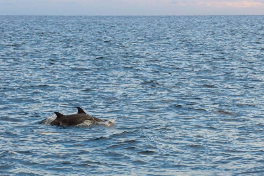 Poreč: Evening Boat Trip to Discover Dolphins - Why an Evening Trip Works for Dolphin Watching in Poreč