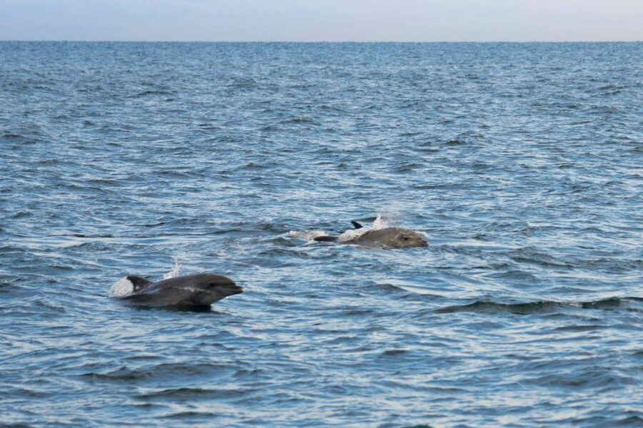 Poreč: Evening Boat Trip to Discover Dolphins - FAQ