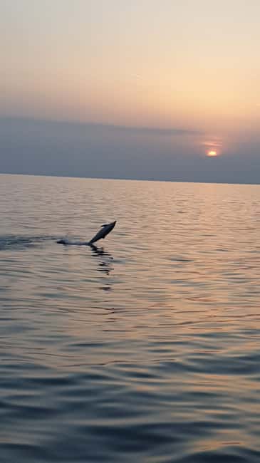Poreč: Sunset Dolphin Safari with Dinner and Drinks - Dolphins in the Adriatic: how to make your spotting time count
