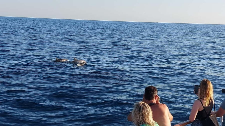 Poreč: Sunset Dolphin Safari with Dinner and Drinks - Dinner while the sunset happens: fish, chicken, or vegetarian