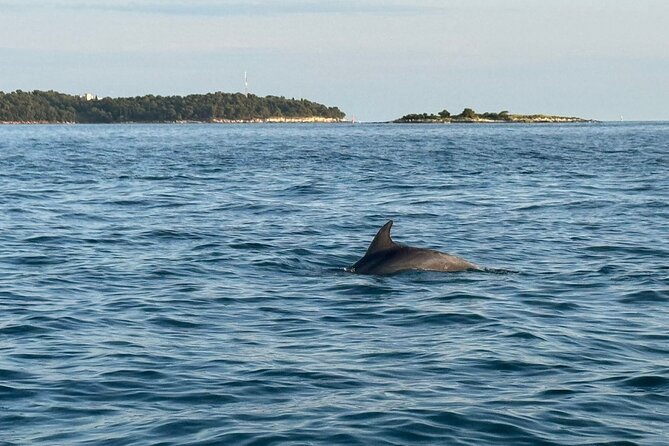 Porec Sunset Shared Cruise on Speedboat with Dolphin Sightseeing - Price check: $52.51 for 90 minutes with dolphin search included