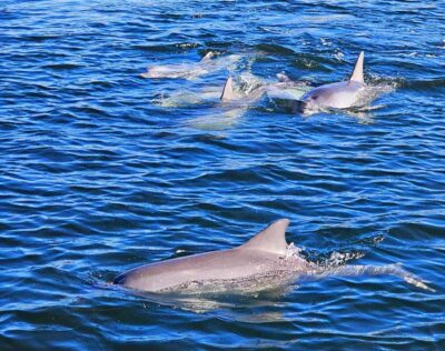 Port Adelaide: Dolphin and Maritime Cruise - Getting started at McLaren Parade and the red-and-white lighthouse
