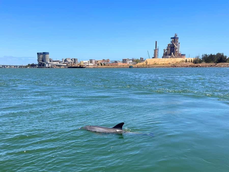Port Adelaide: Dolphin and Maritime Cruise - Adelaide Dolphin Sanctuary: what you can actually expect to see