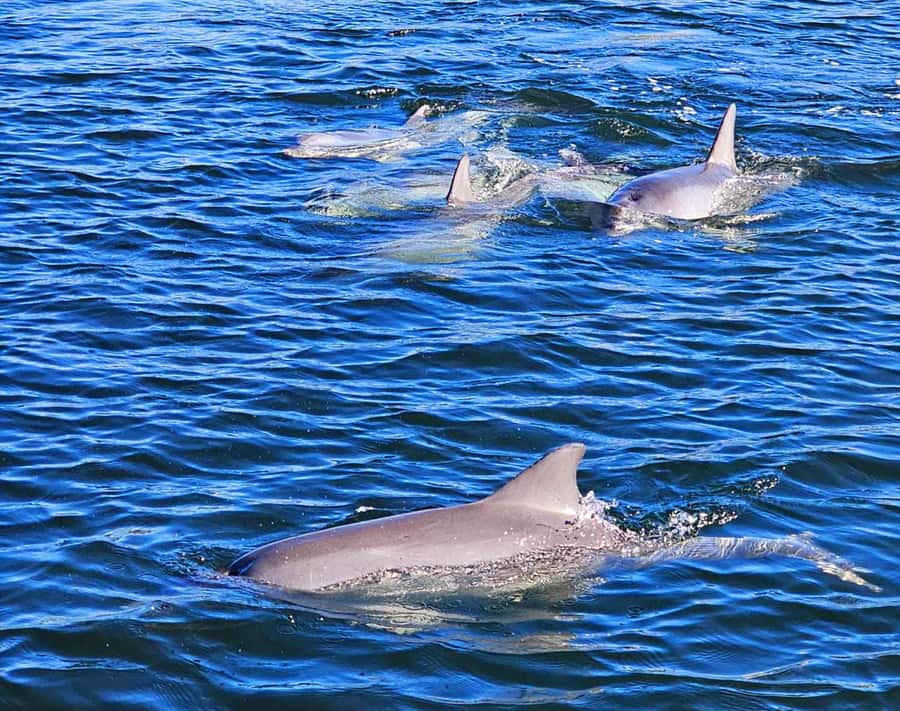 Port Adelaide: Dolphin and Maritime Cruise - Getting started at McLaren Parade and the red-and-white lighthouse