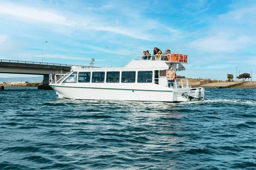 Port Adelaide: Dolphin and Ships Graveyard Cruise - Price and value: is $62 for 90 minutes worth it?