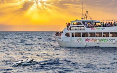 Port d'Alcudia: Sunrise at Sea & Dolphin Watching Boat Tour - The First Hour on the Catamaran: Stars, Dark Water, and On-Board Atmosphere