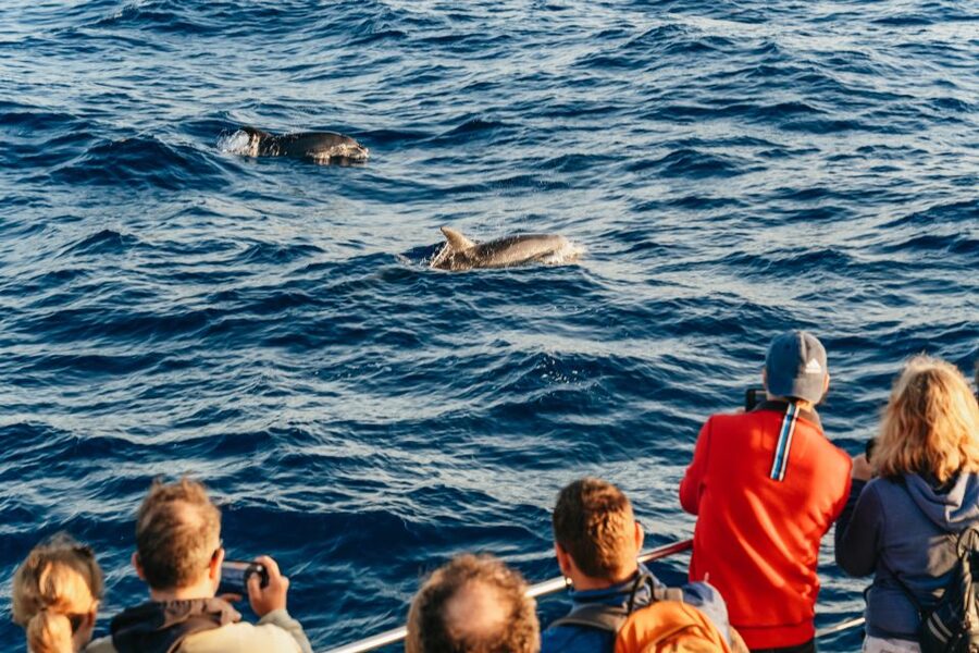 Port d'Alcudia: Sunrise at Sea & Dolphin Watching Boat Tour - The Dolphin-Dogfight Problem (and How This Trip Tries to Avoid It)
