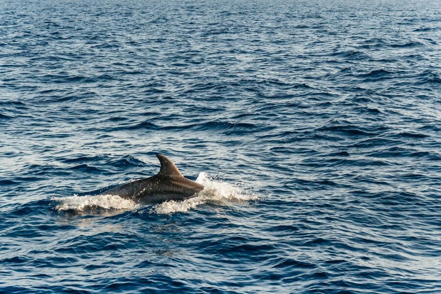 Port d'Alcudia: Sunrise at Sea & Dolphin Watching Boat Tour - Breakfast Onboard and the Return Cruise to Alcúdia