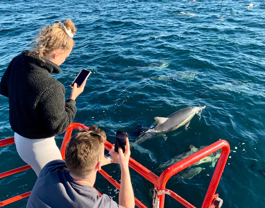 Port Stephens: 1hr Dolphin Watch Express - Key things that make this Dolphin Watch Express work