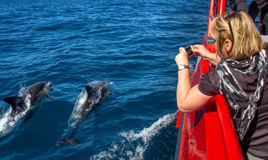 Port Stephens: 1hr Dolphin Watch Express - Shoal Bay to the Headlands: The First Views Before the Dolphins